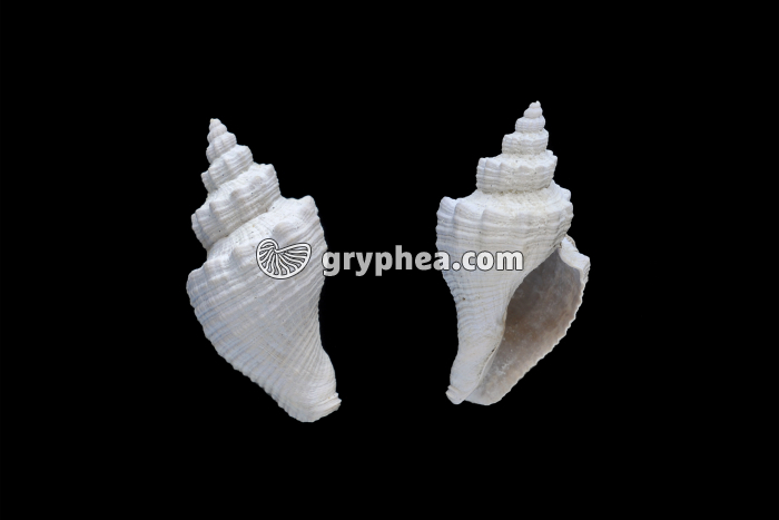 Melongena subcarinata (Bartonien) - gryphea.org